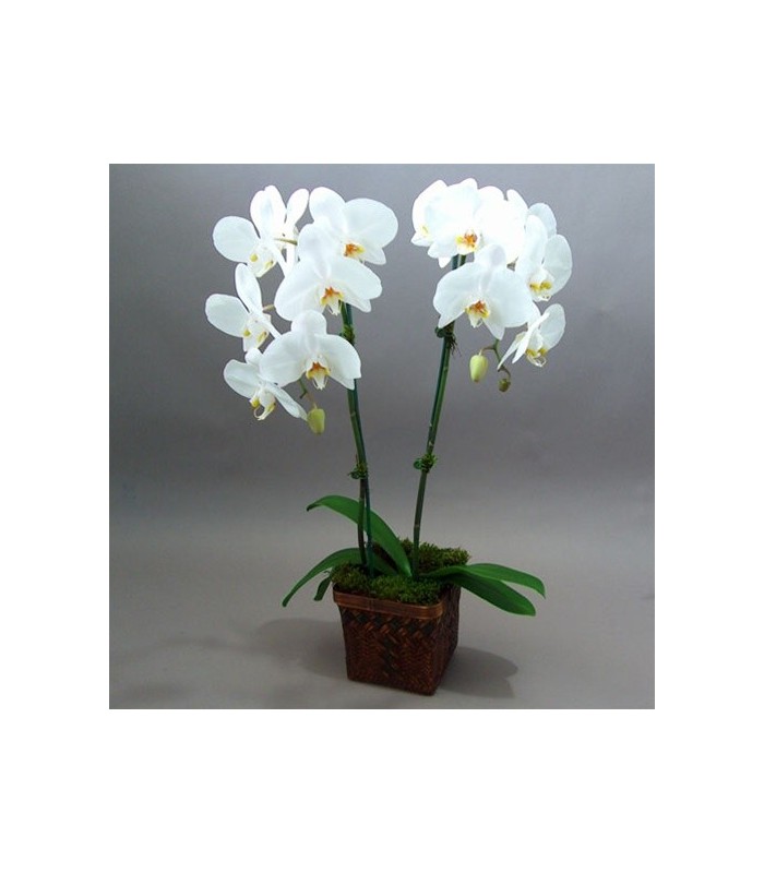 White Orchid Stem