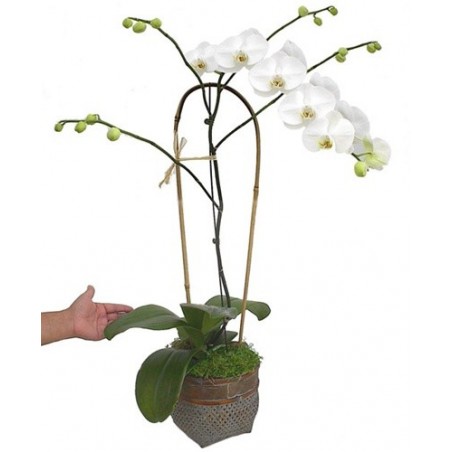 FUB Bow Tee, Orchid main image 1