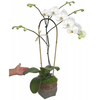 White Orchid Bow curve