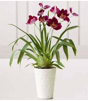 Hearts Warming Orchid Plant