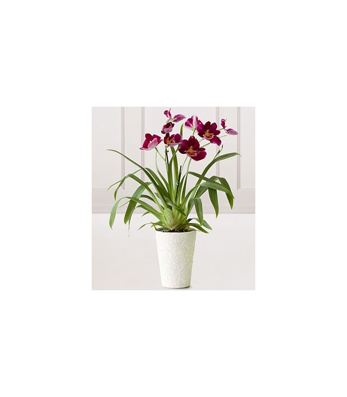 Hearts Warming Orchid Plant