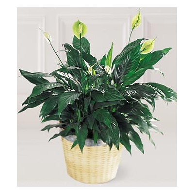 Peace & Serenity Planter