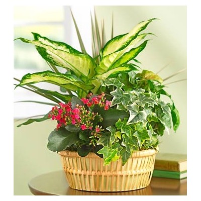 Blooming Basket Garden