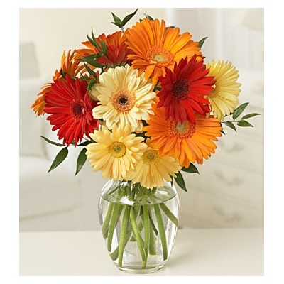 Gerbera Daisies Arranged in a Vase