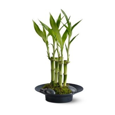 Lucky Bamboo