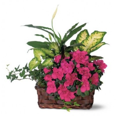 Azalea Attraction Garden Basket