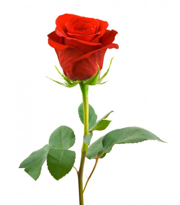 Single Red Rose Long-stem