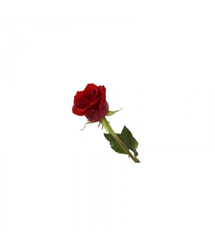 single Red Rose