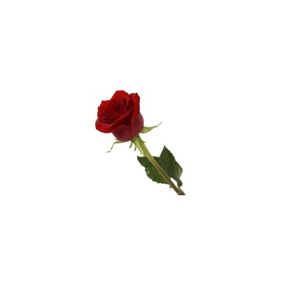 single Red Rose