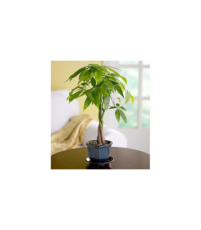 Money Tree Plant