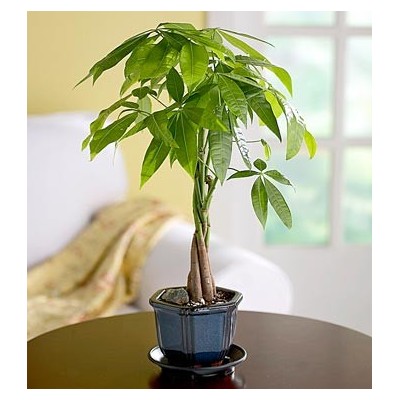 Money Tree Plant